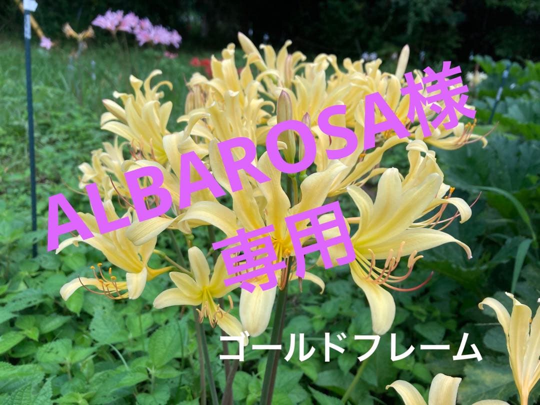 yoranda 様専用 イナヒロハテンナンショウ、セッピコテンナンショウ 球根