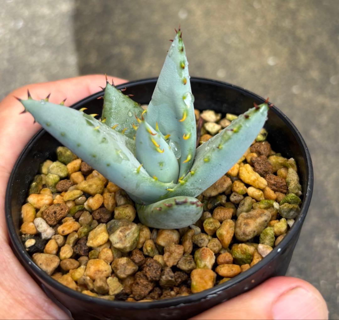 レア種 実生 アロエ アルゲンチカータ 抜き苗 - メルカリ