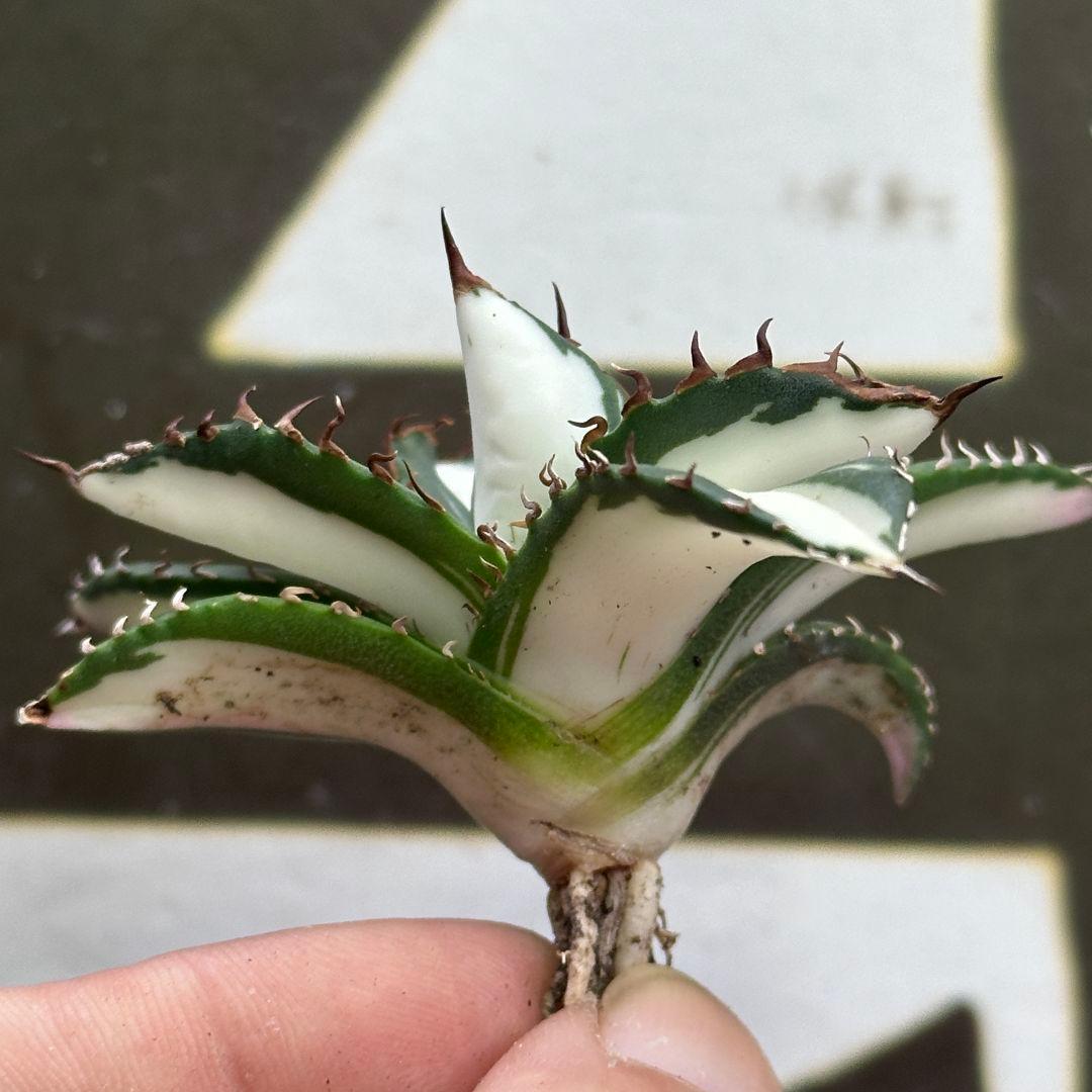 930【上澳園芸】アガベ チタノタ 太陽神錦 白中斑 極上斑入 稀少株