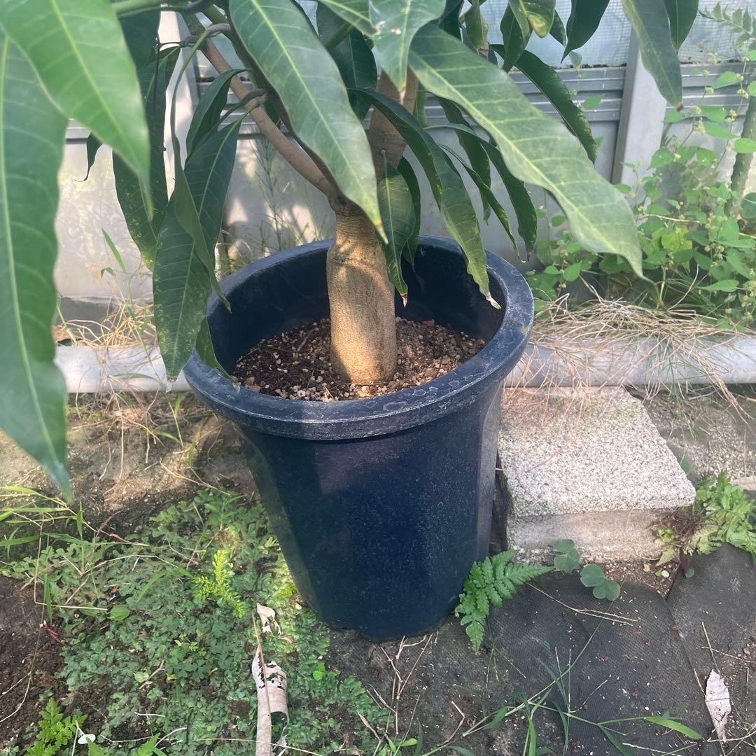 マンゴー苗　特大　10号　品種　ピコ