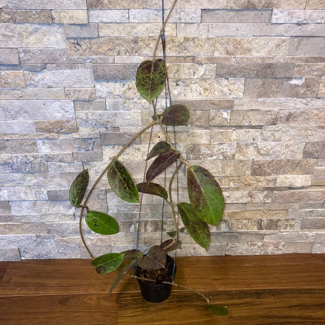 ホヤ ペニーズ トリート【現品・鉢付・タグ付・メルカリ便】