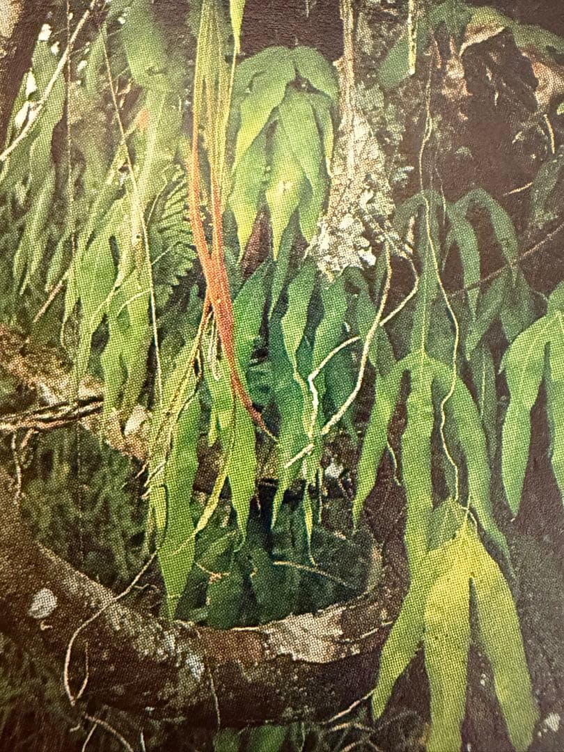 14日まで！ Christiopteris tricuspis マレー固有種