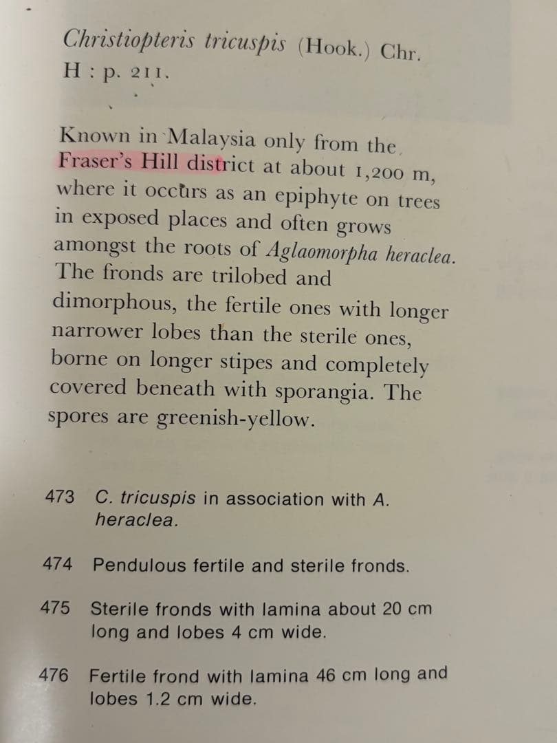 14日まで！ Christiopteris tricuspis マレー固有種