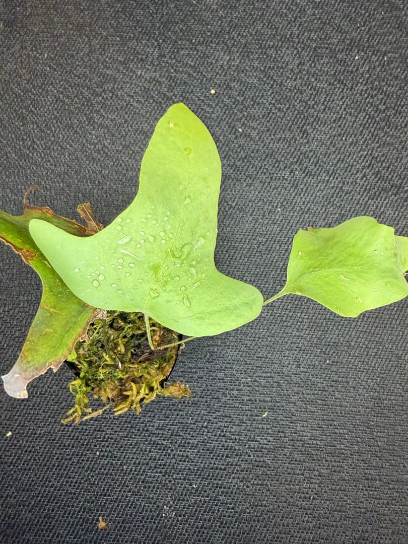 14日まで！ Christiopteris tricuspis マレー固有種