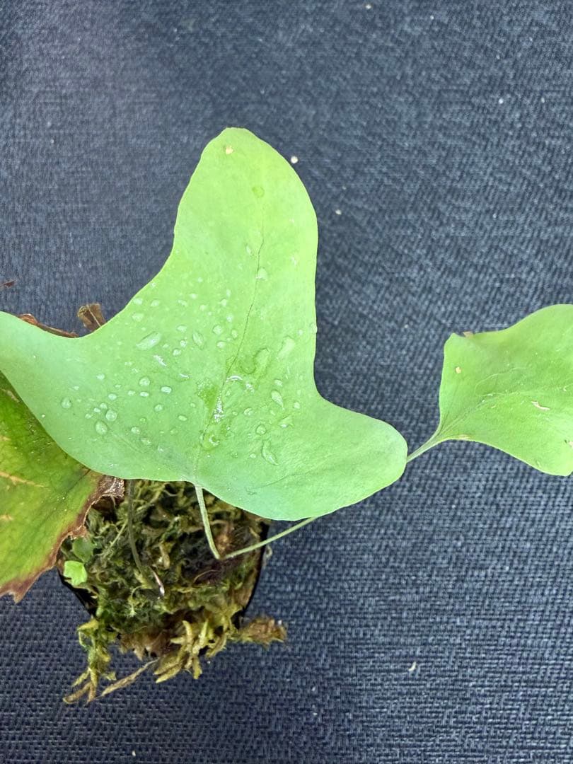 14日まで！ Christiopteris tricuspis マレー固有種