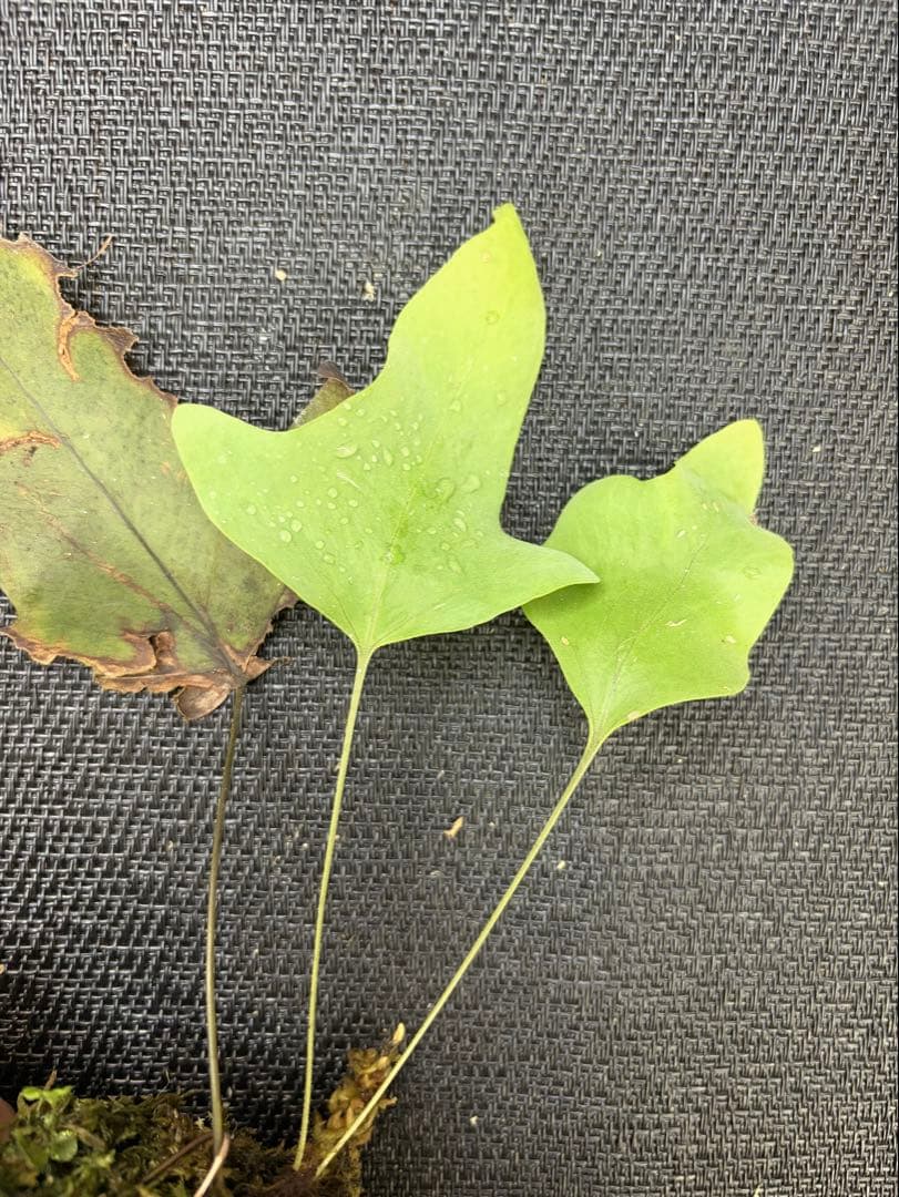 14日まで！ Christiopteris tricuspis マレー固有種