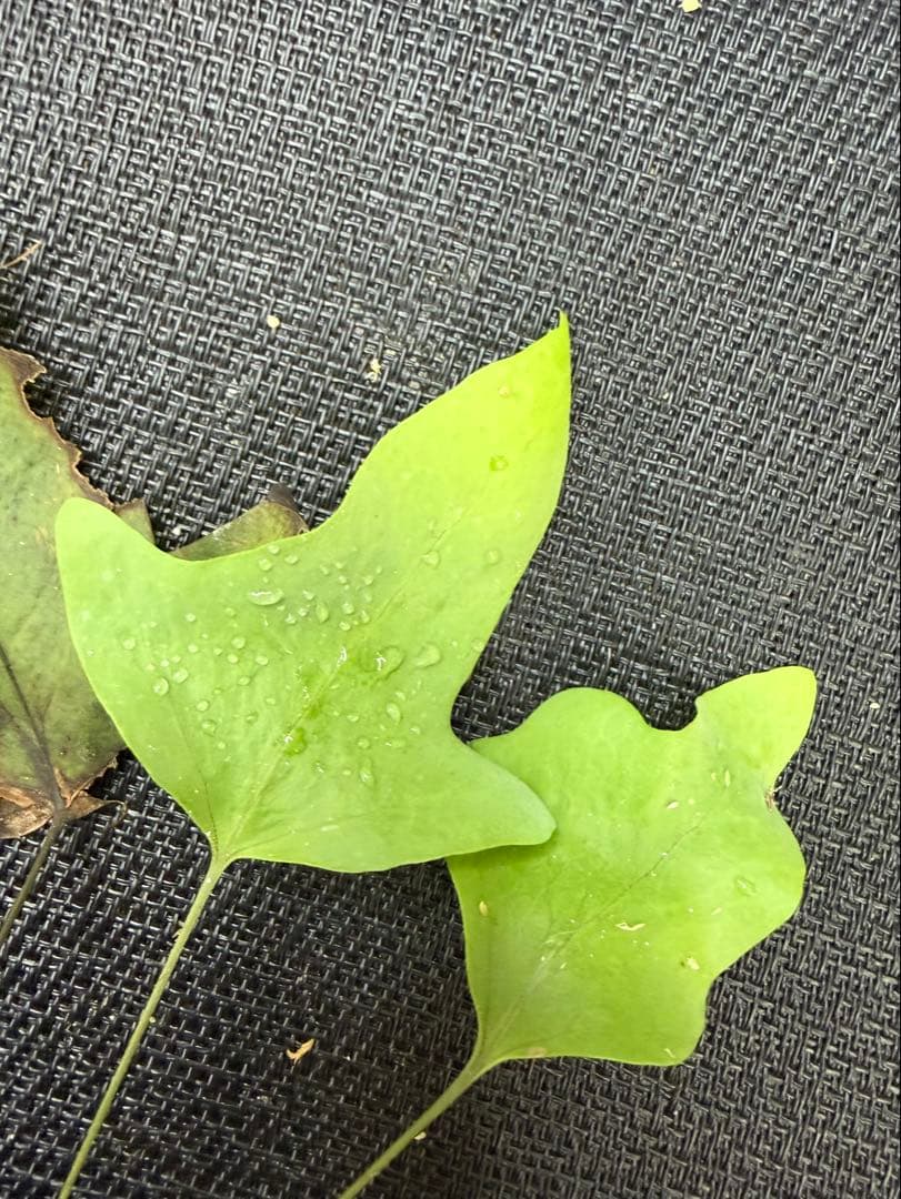 14日まで！ Christiopteris tricuspis マレー固有種