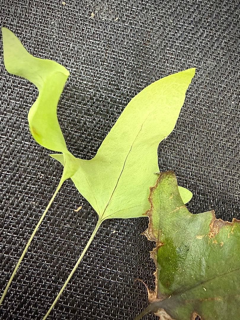 14日まで！ Christiopteris tricuspis マレー固有種