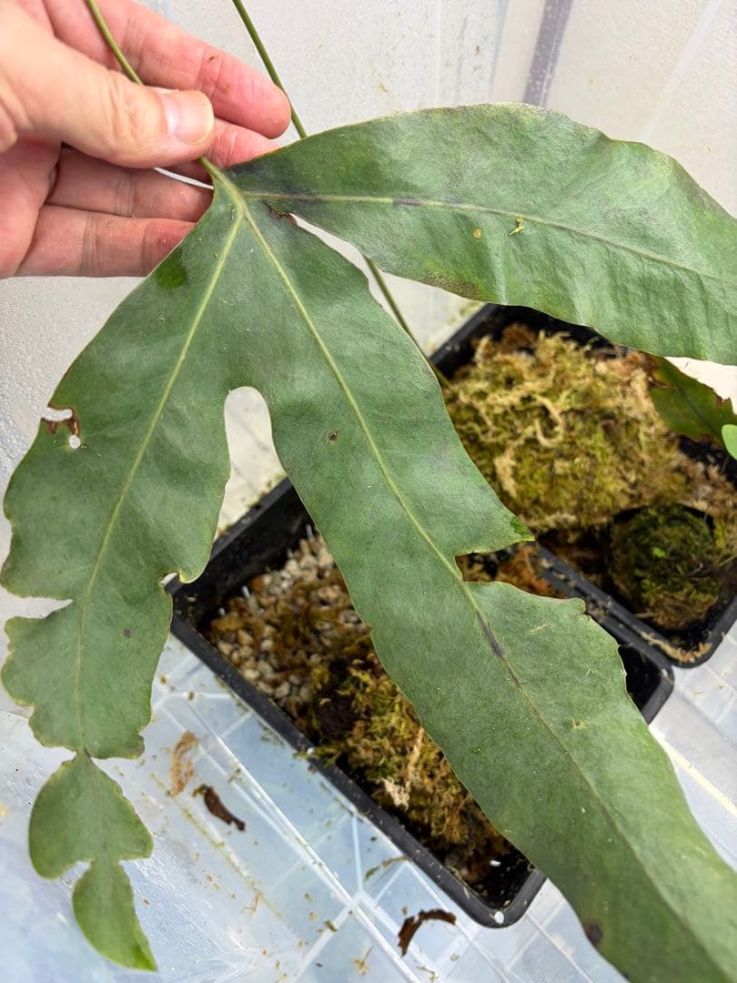 14日まで！ Christiopteris tricuspis マレー固有種