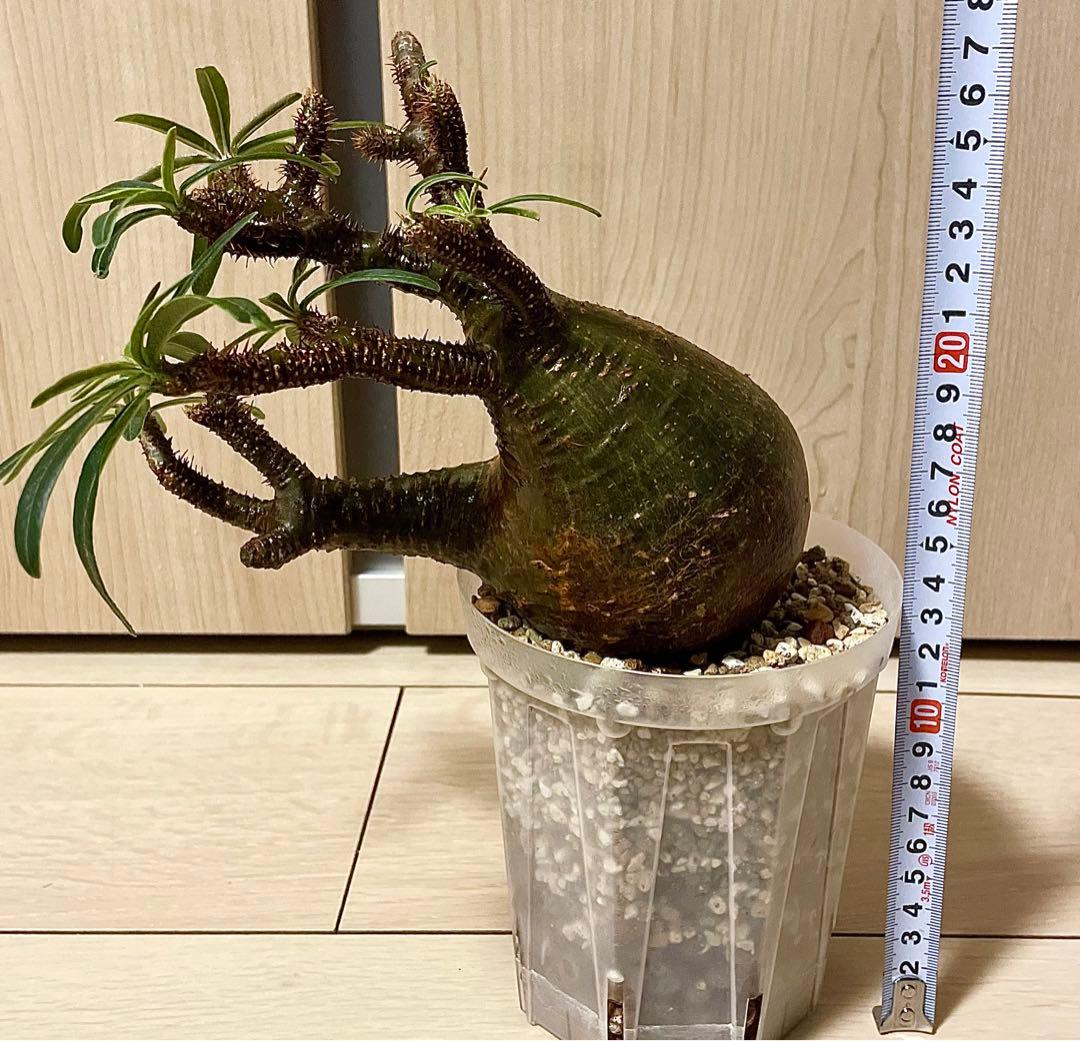 パキポディウム グラキリス 現地球 現地株 発根済み 発根確認済 緑肌