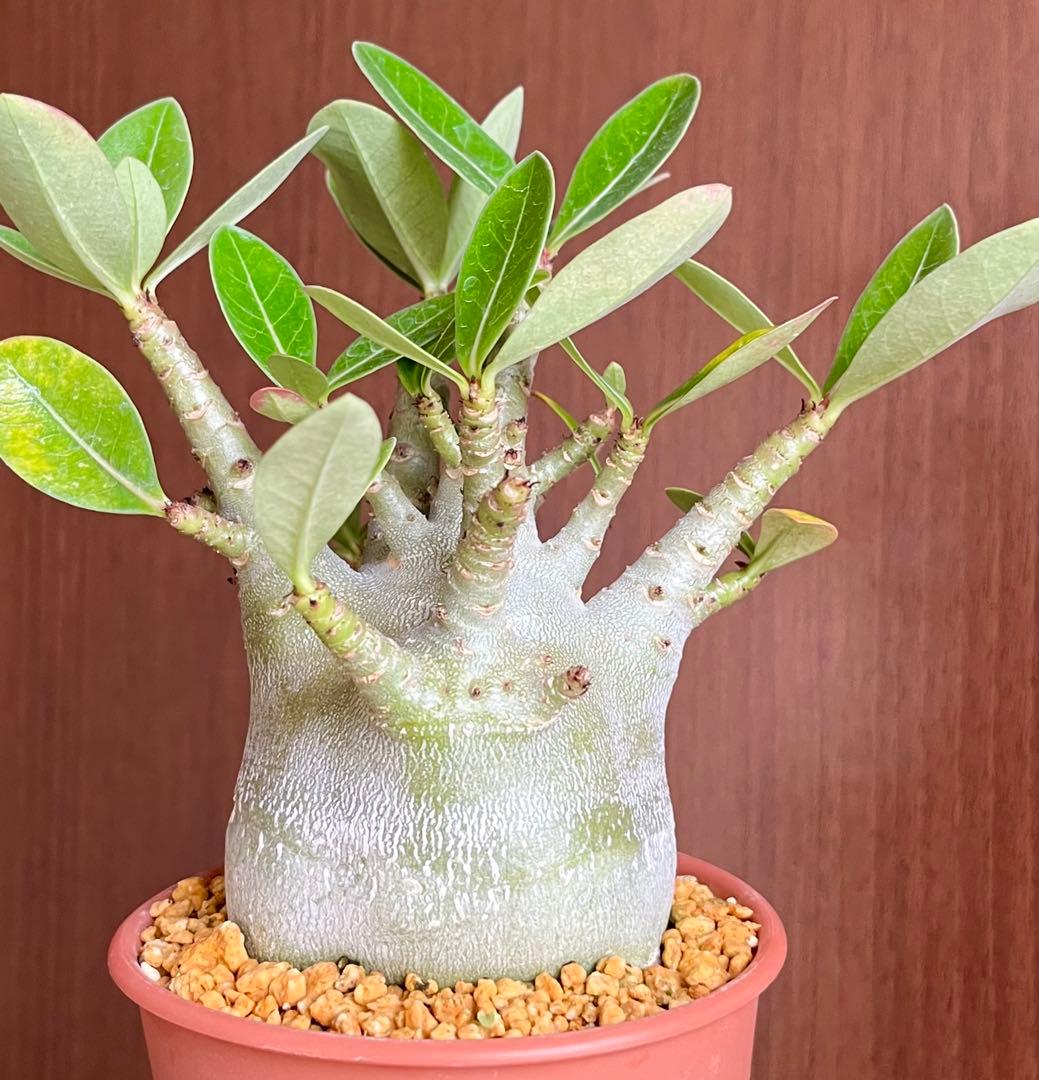 激レア/ドワーフ/超極太/塊根】アデニウム アラビカムV2ハック鉢植えB