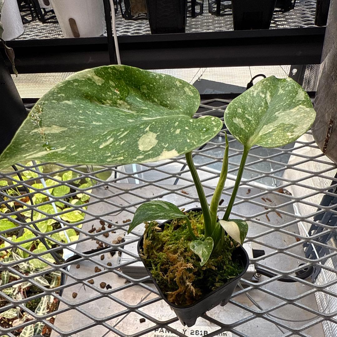 S*u様 極上 モンステラ メデューサ