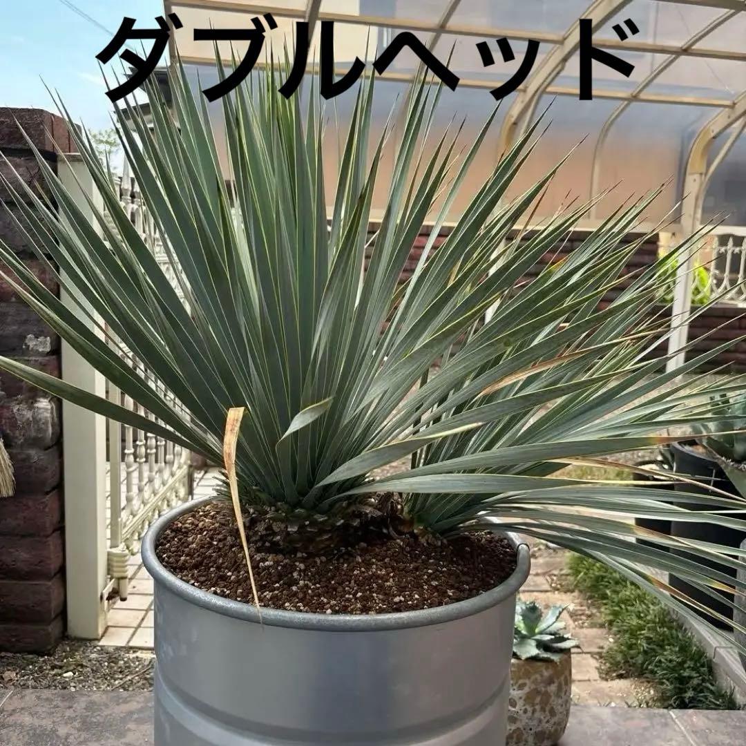 ユッカ ロストラータ幹太 希少なダブルヘッド シルバーブルー大株