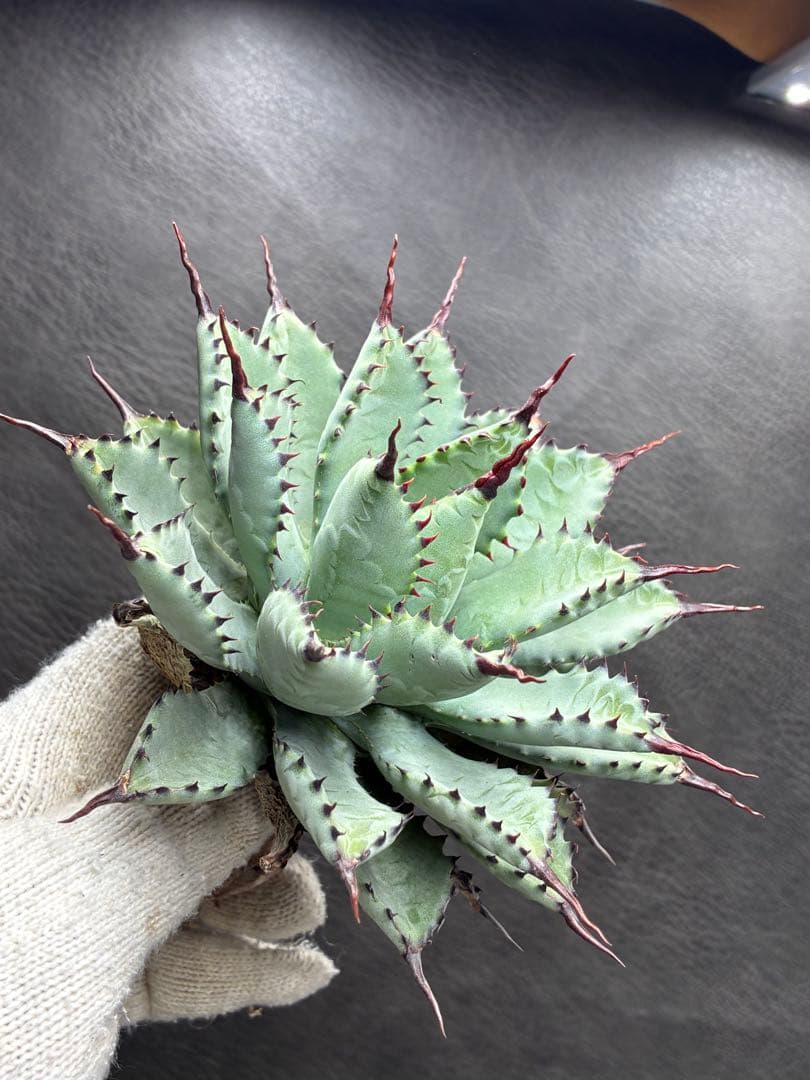 アガベ 「八荒雷神」コレクション株 極上強棘 - メルカリ
