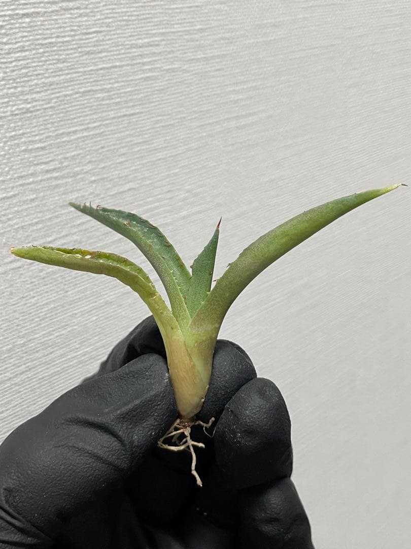 ⑨ ジェレミー産 アガベ カレイドスコープ Agave Kaleidoscope