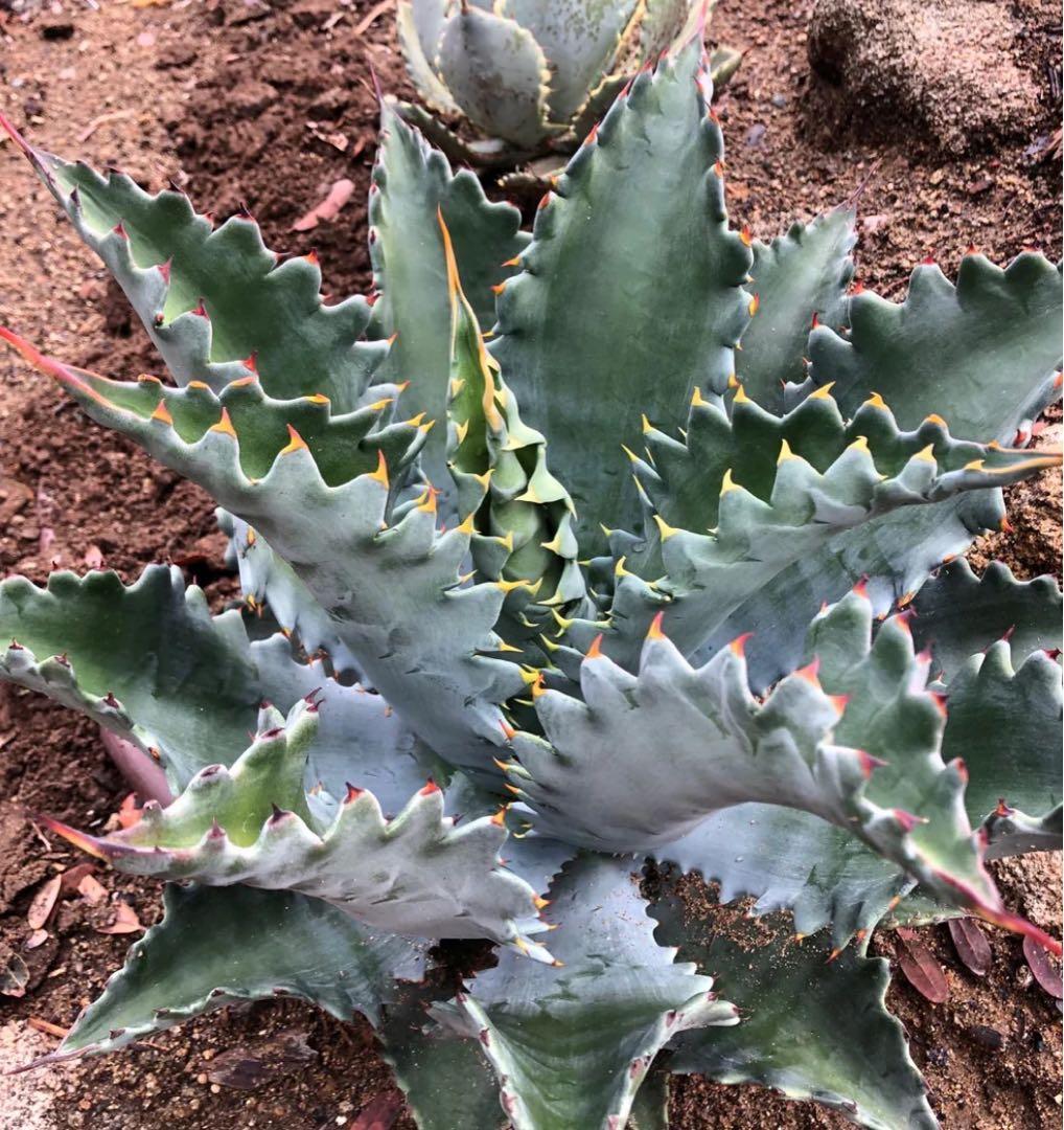 ⑨ ジェレミー産 アガベ カレイドスコープ Agave Kaleidoscope