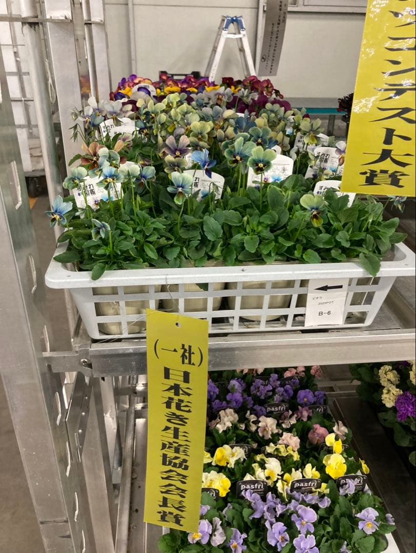 u*a様 すみれ図鑑　ビオラ　濃い緑青