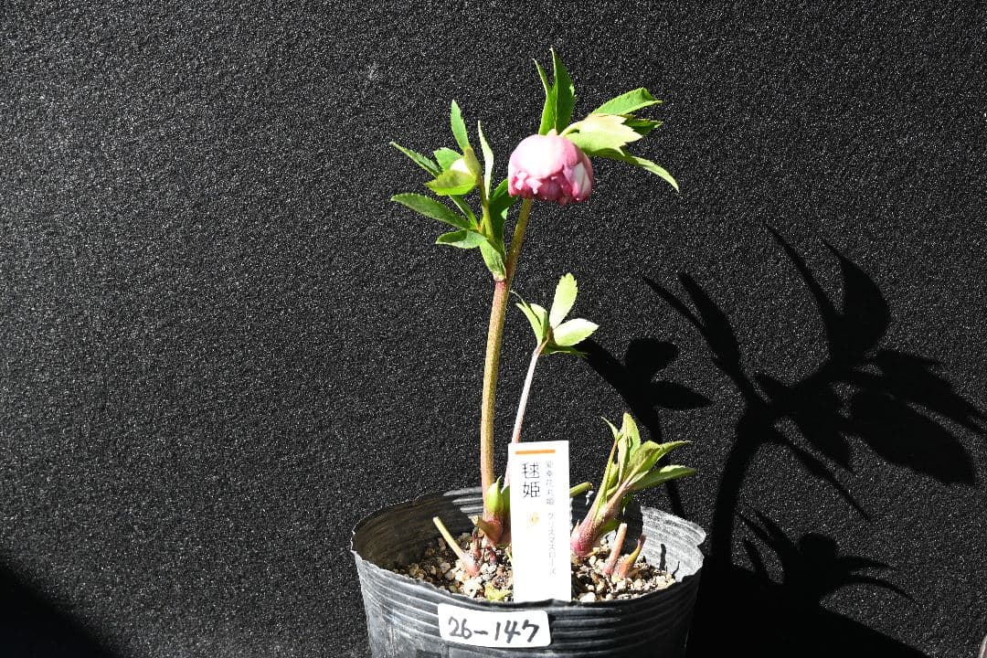 クリスマスローズ 認定毬姫 加藤農園