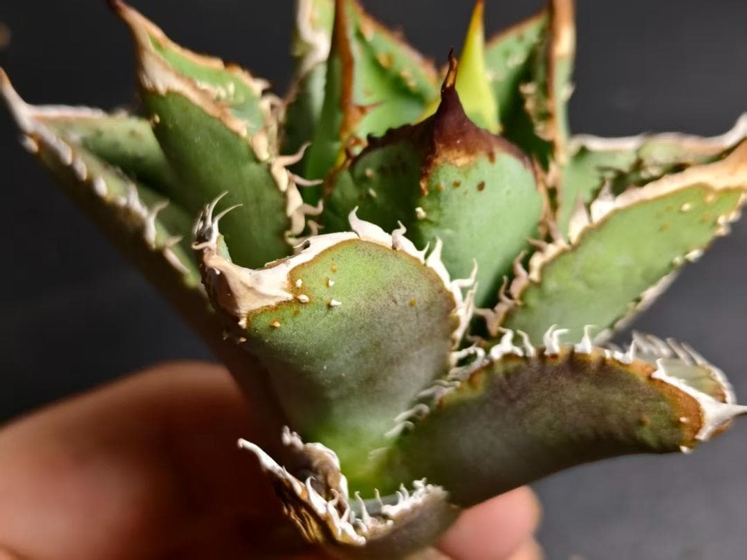 アガベ チタノタ 麻花龍 極上強棘 美株 ブツブツ コレクシ Lize B10