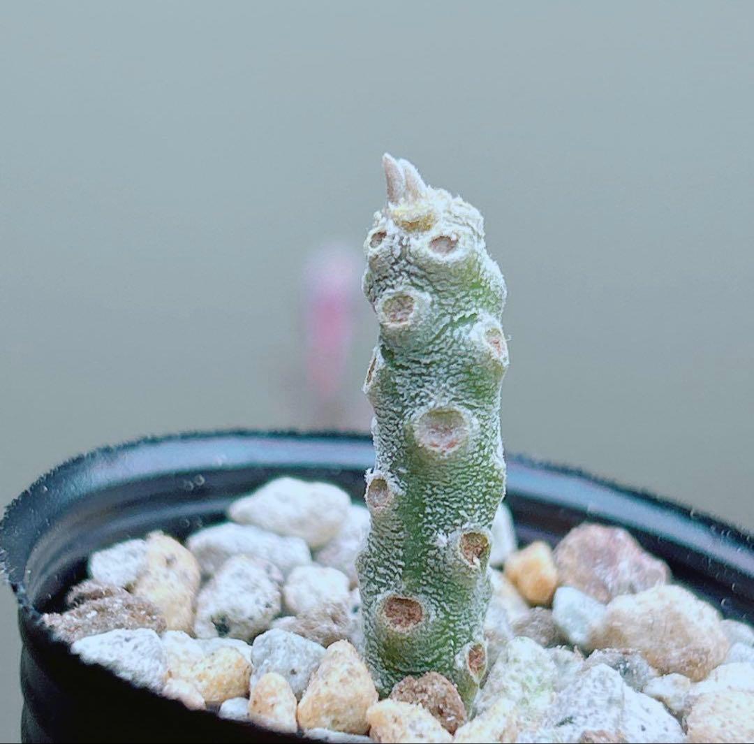 早い者勝ち☆大特価】 ドルステニア ギガス ブラータ 短葉 シルバー