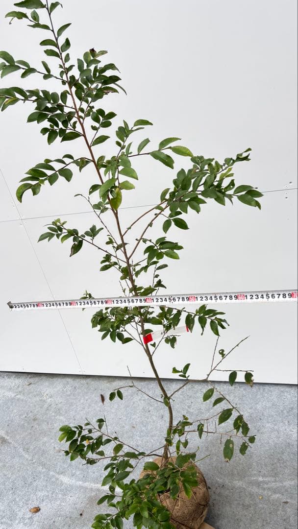 自然な樹形が美しい 山採りの ヒサカキ 691 樹高1.4m位 ヒメサカキ 姫榊