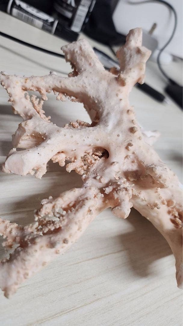 【桃色珊瑚 原木 約715g】