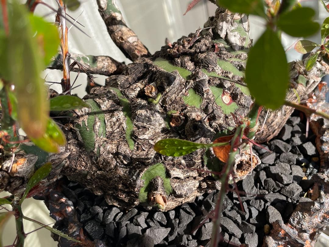 フォークイエリア・ファシクラータ　発根済　YTYF鉢付　検)パキプス グラキリス