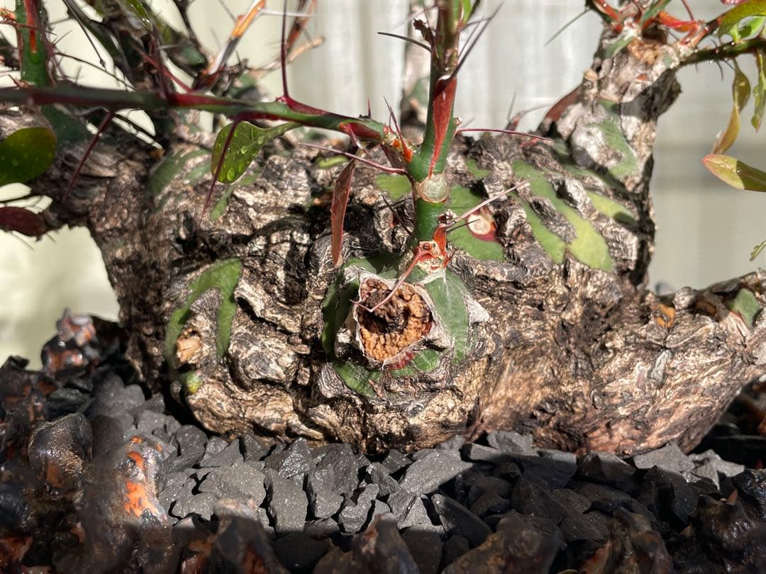 フォークイエリア・ファシクラータ　発根済　YTYF鉢付　検)パキプス グラキリス