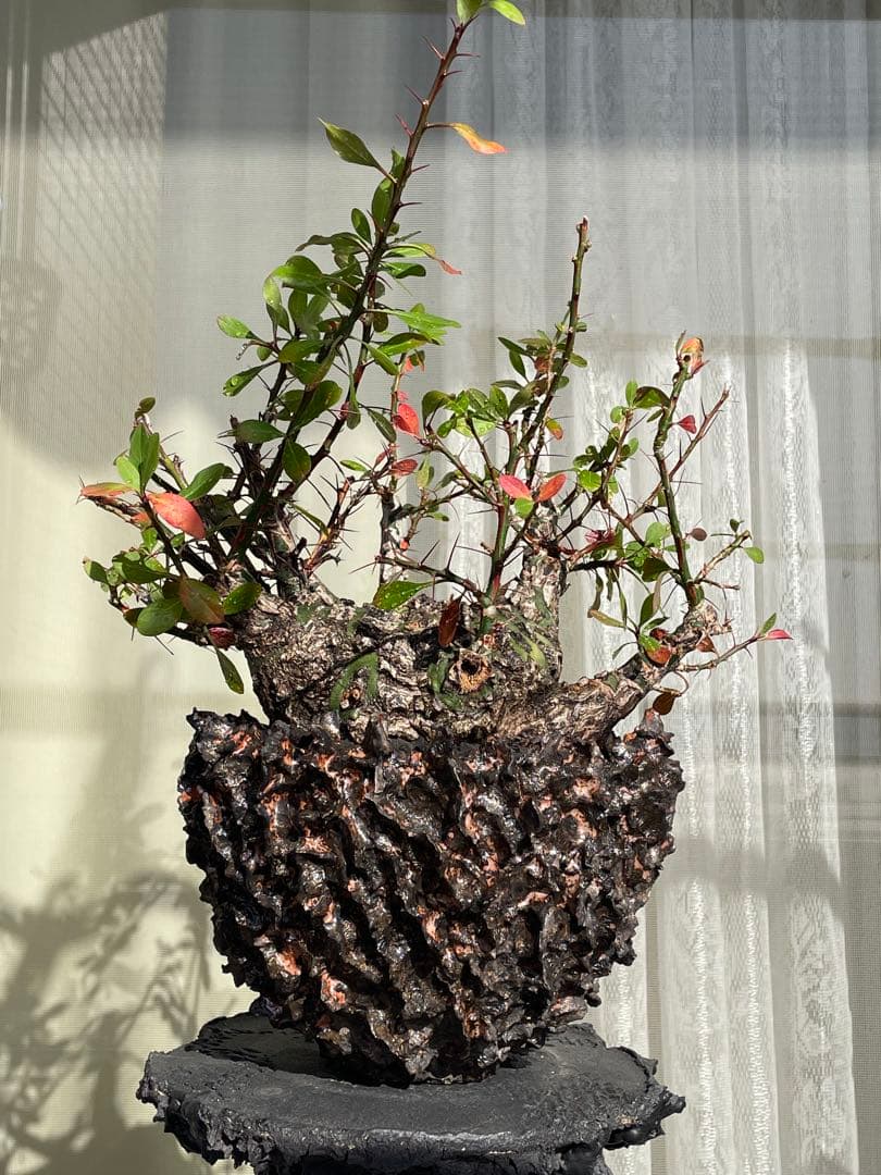 フォークイエリア・ファシクラータ　発根済　YTYF鉢付　検)パキプス グラキリス