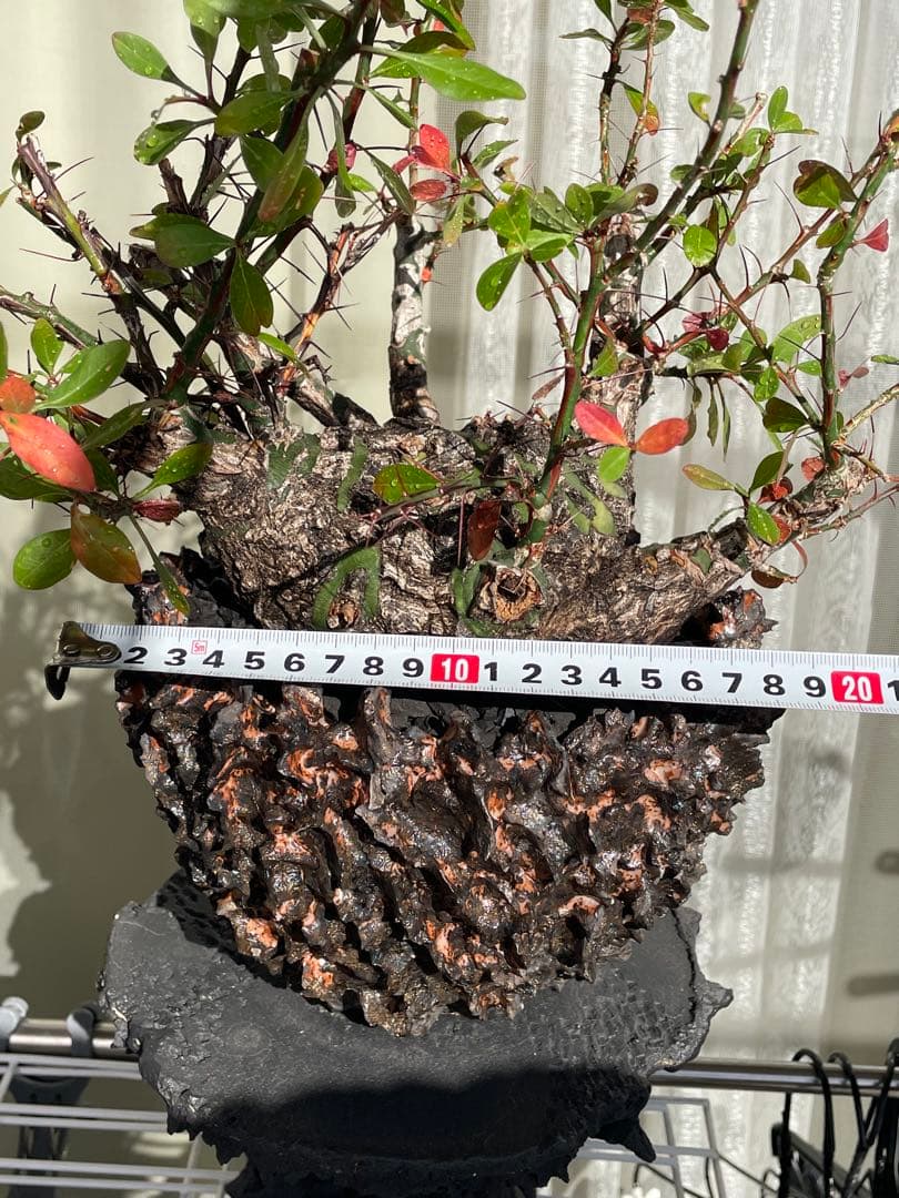 フォークイエリア・ファシクラータ　発根済　YTYF鉢付　検)パキプス グラキリス