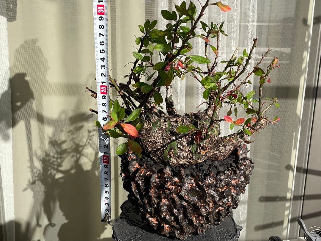 フォークイエリア・ファシクラータ　発根済　YTYF鉢付　検)パキプス グラキリス