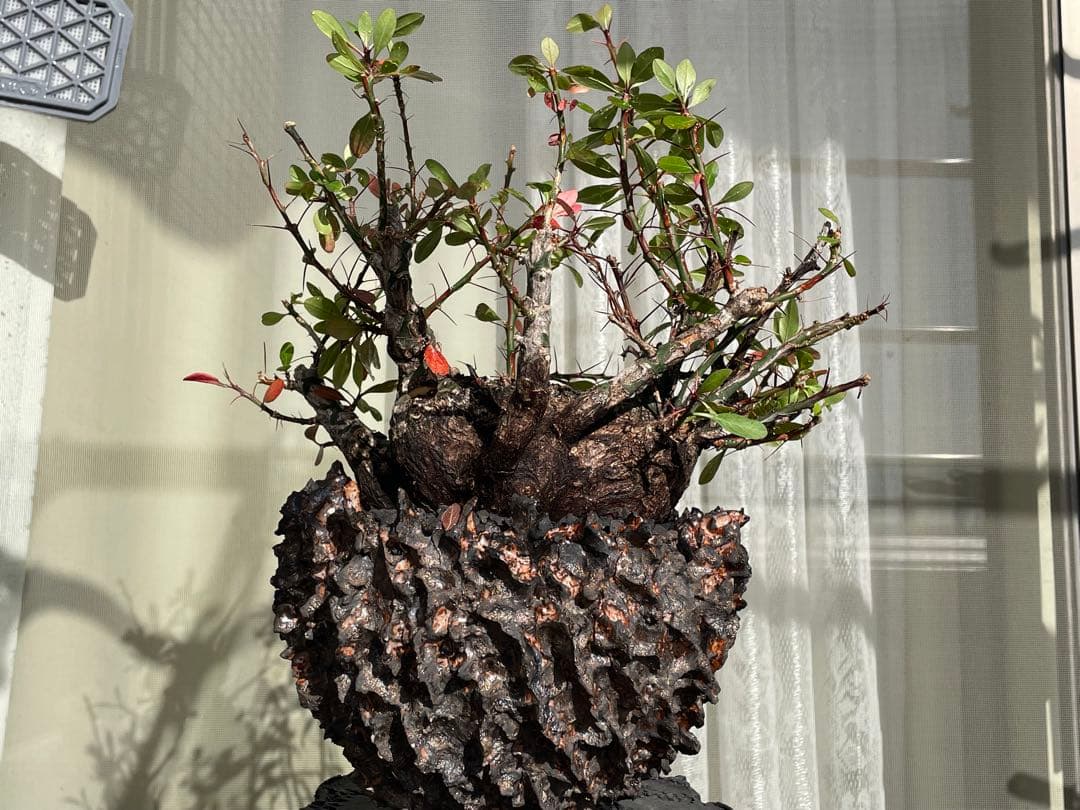 フォークイエリア・ファシクラータ　発根済　YTYF鉢付　検)パキプス グラキリス