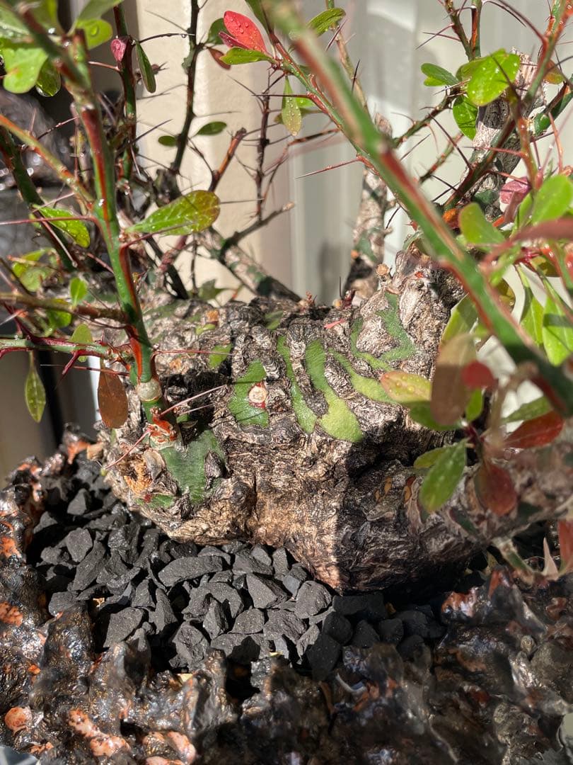 フォークイエリア・ファシクラータ　発根済　YTYF鉢付　検)パキプス グラキリス