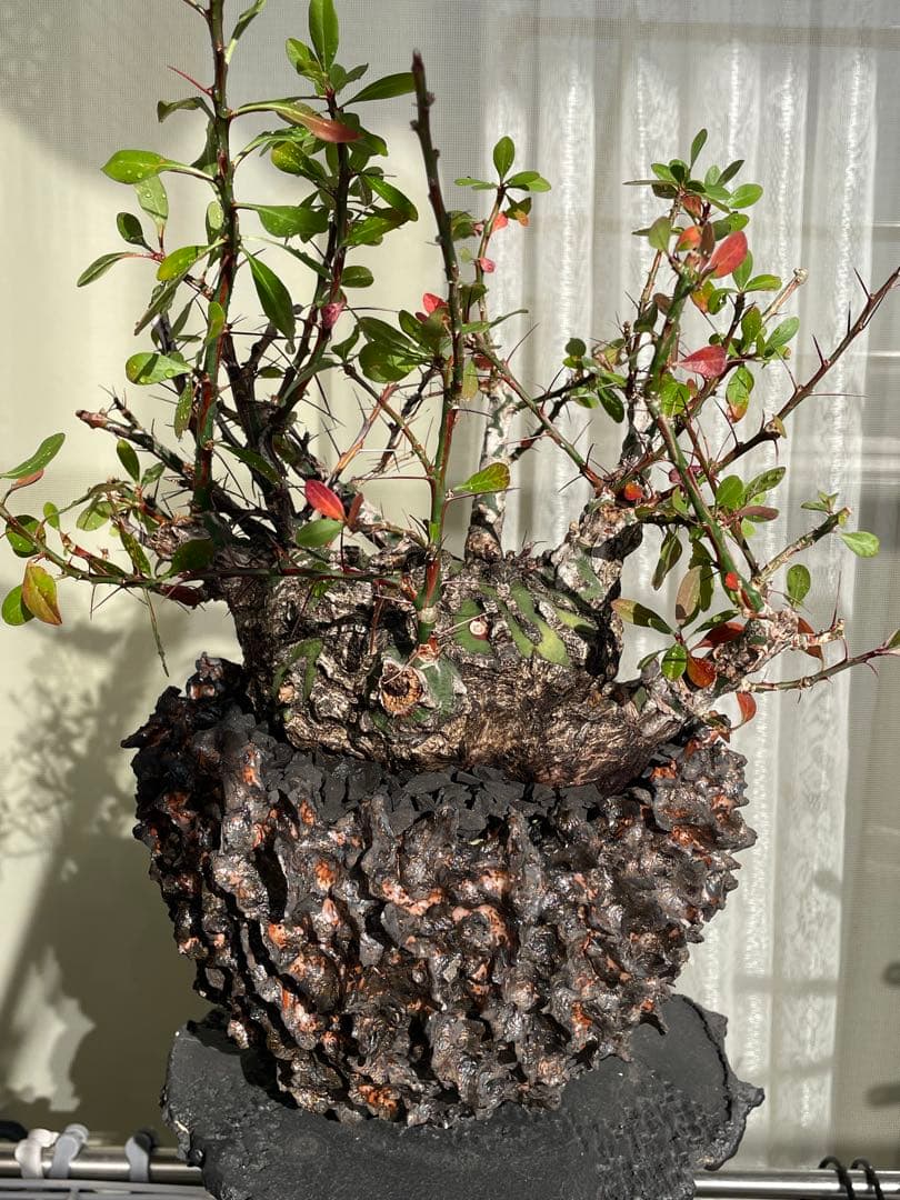 フォークイエリア・ファシクラータ　発根済　YTYF鉢付　検)パキプス グラキリス