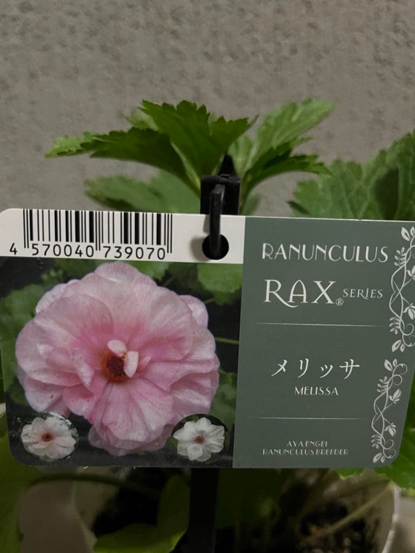 ラナンキュラスラックス メリッサ ラベル付き タグ 正規品 - メルカリ
