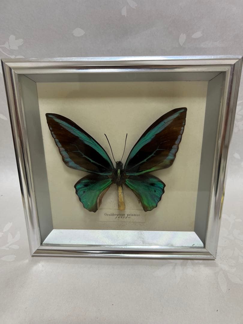 希少蝶標本メガネアゲハ（異常型）蝶標本採取現状品のみケース20x19cm