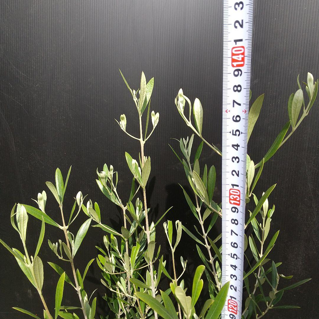 とも様専用！！小豆島で育てたオリーブの木 ネバディロブランコ N2504