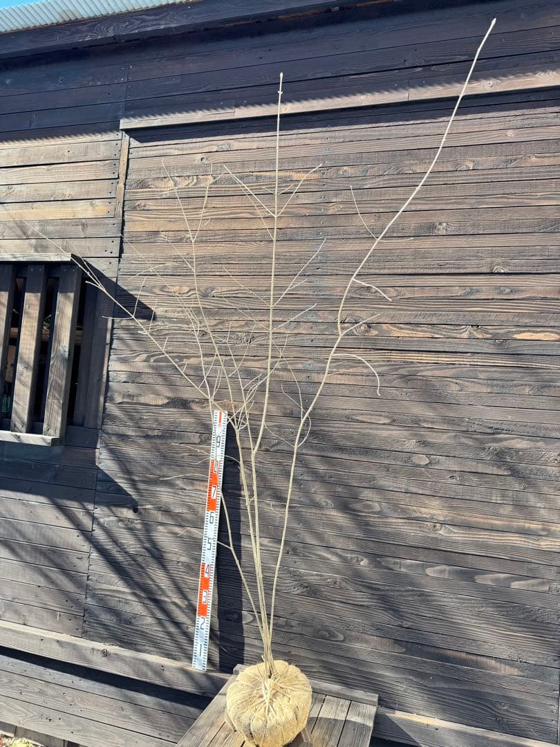 アオダモ/自生山採り【現品発送】管理70939 - メルカリ