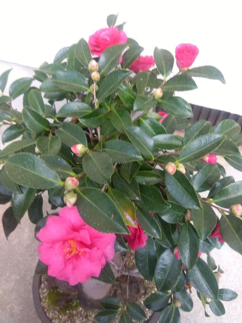 サザンカ　山茶花　盆栽　11号陶器鉢　幹太❗　①