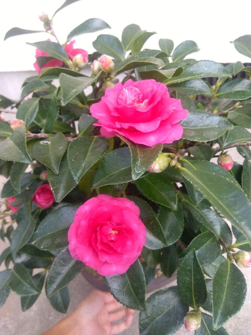 サザンカ　山茶花　盆栽　11号陶器鉢　幹太❗　①