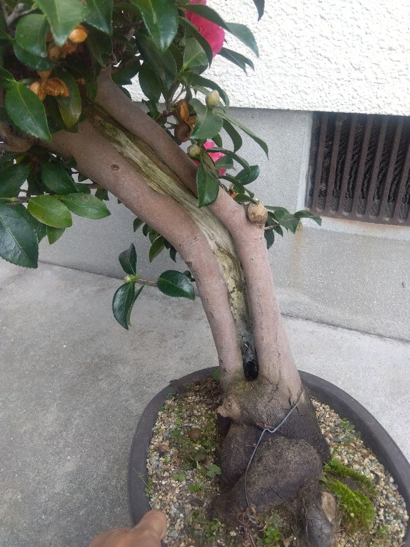 サザンカ　山茶花　盆栽　11号陶器鉢　幹太❗　①