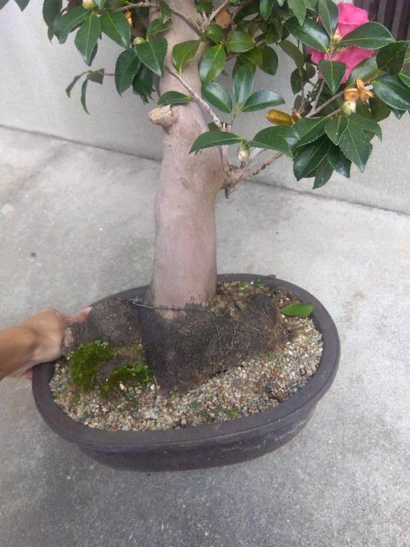 サザンカ　山茶花　盆栽　11号陶器鉢　幹太❗　①