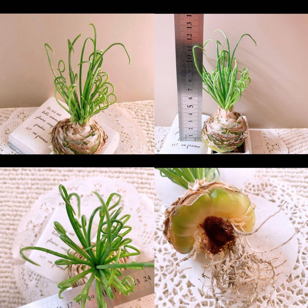 ☆ちび様☆専用です