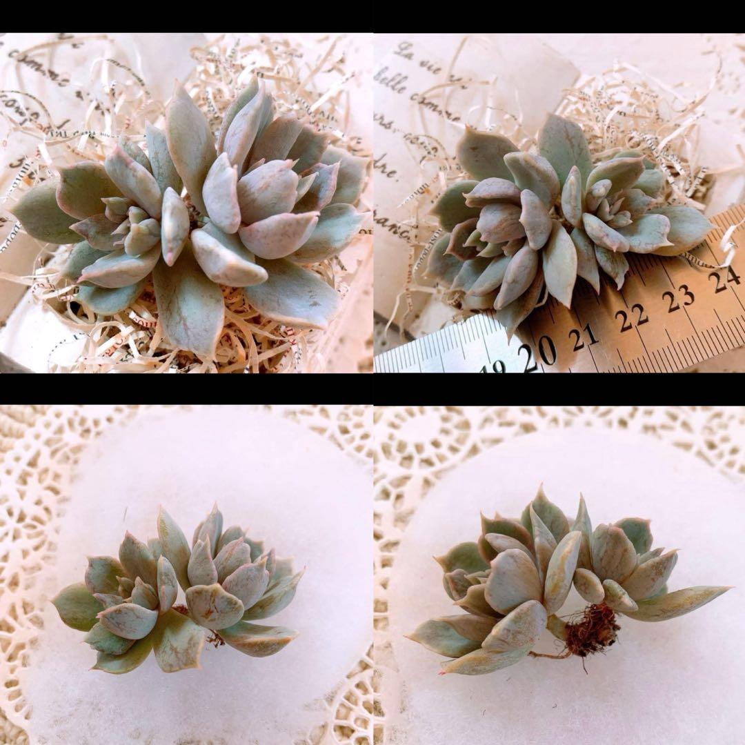 ☆ちび様☆専用です