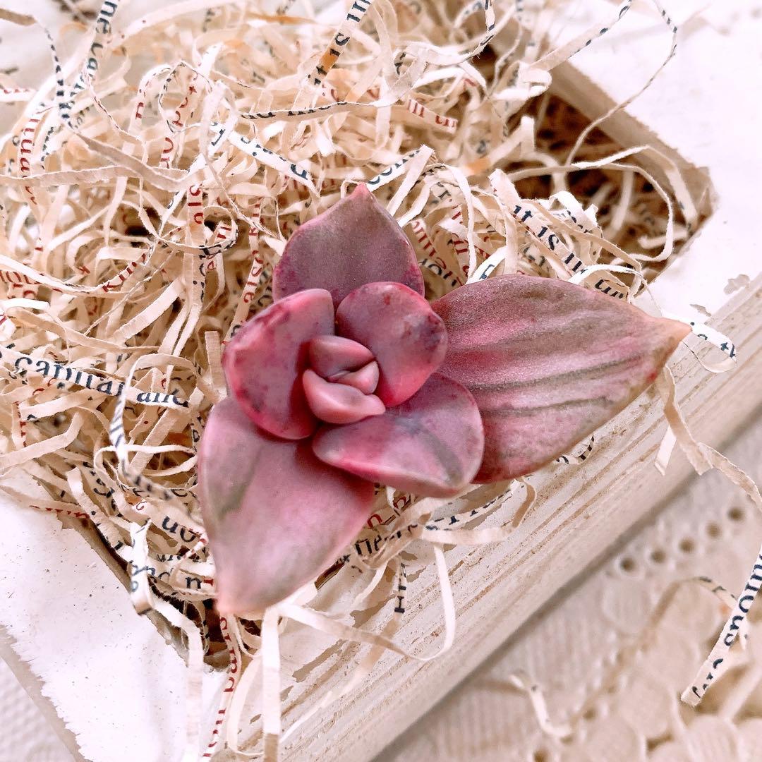 ☆ちび様☆専用です