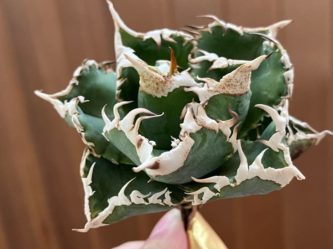 K*S様 【初売りオークション】84 選抜　コンパクト　アガベ　白豪刺　TC