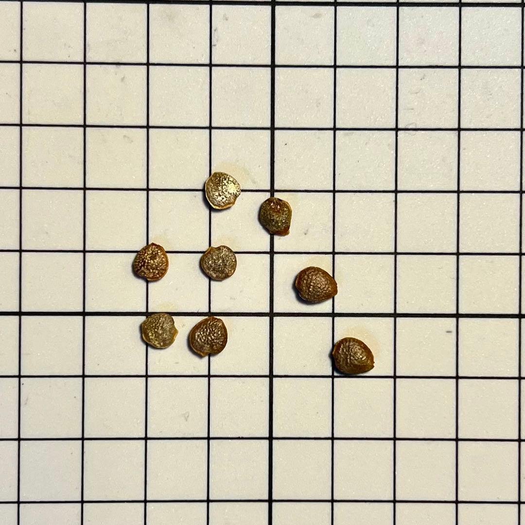 アデニア ペチュエリー 種子 5粒 2025-2月輸入 - メルカリ