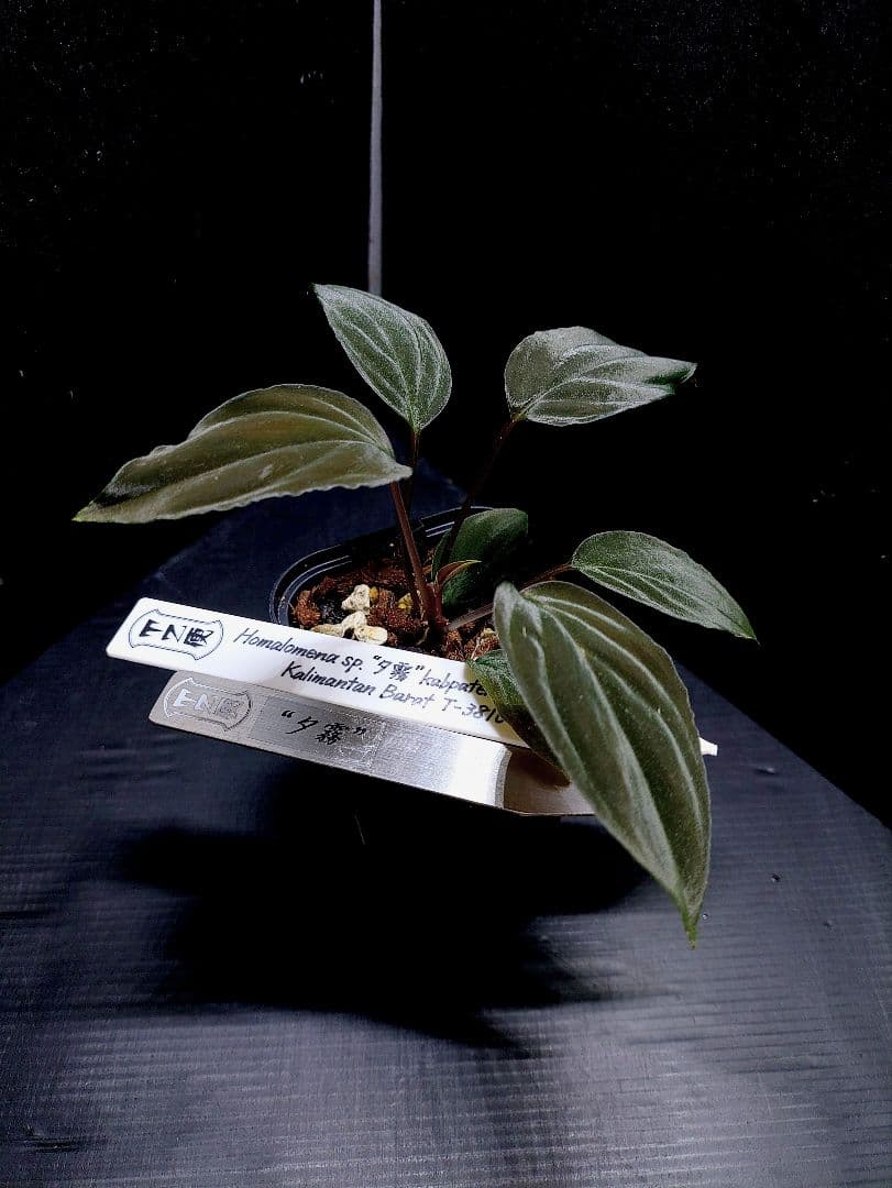 Homalomena sp. “夕霧” T-3810-2