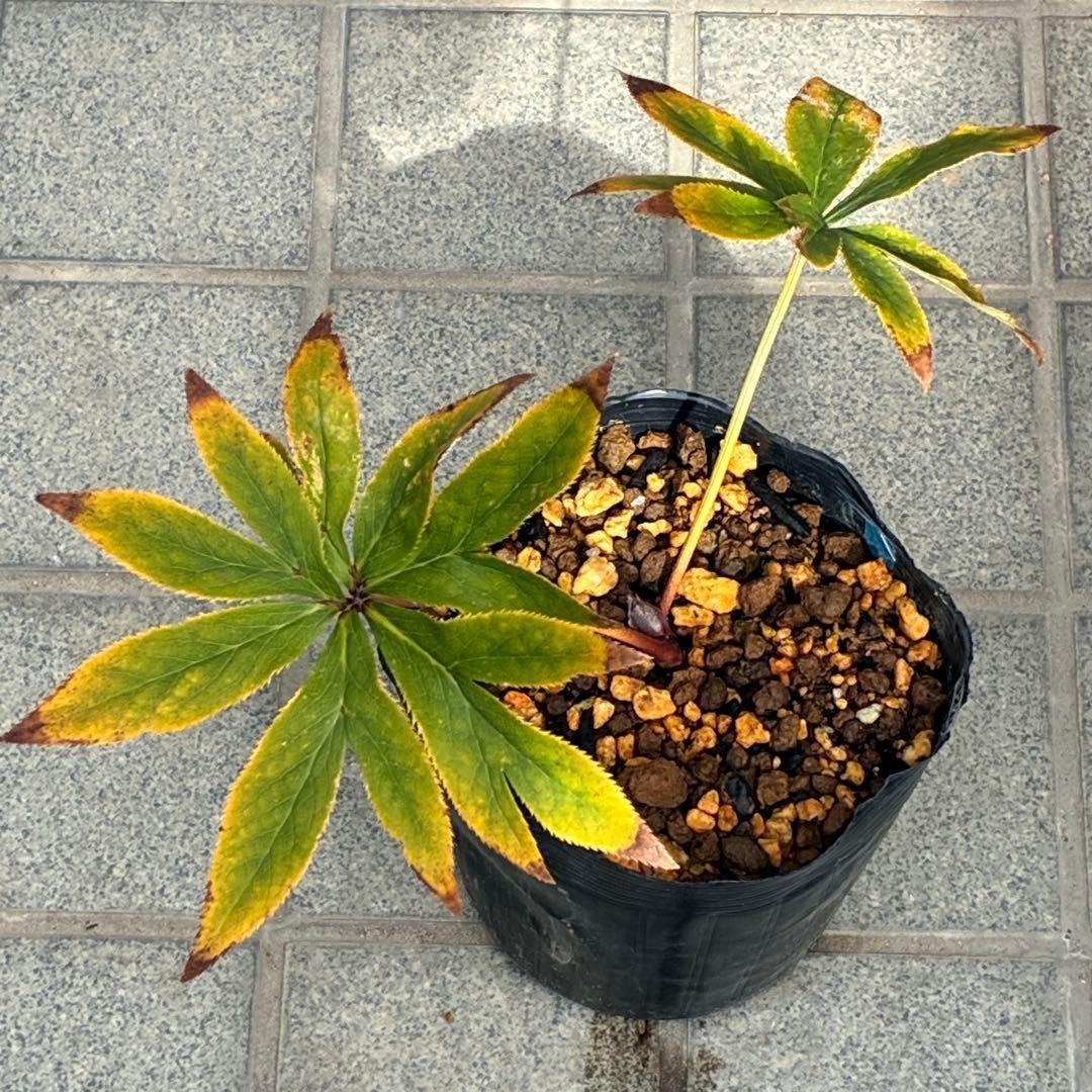 あ*号様 ❤️開花株❤️根パンパン❤️沢山しっかり新芽元気株❤️3220⭐️SD