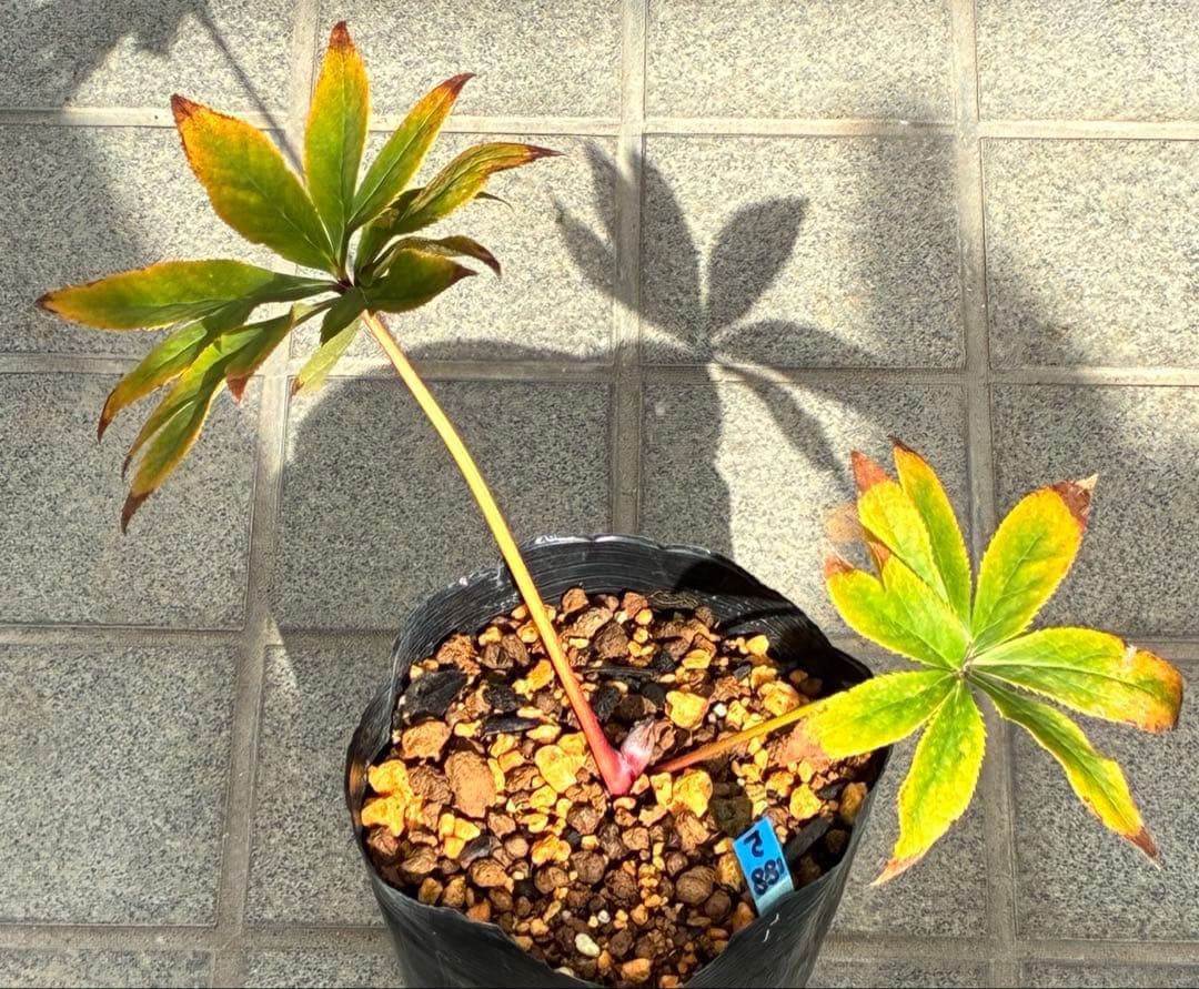 あ*号様 ❤️開花株❤️根パンパン❤️沢山しっかり新芽元気株❤️3220⭐️SD